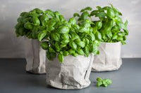 Basil, fresh, 40 gr